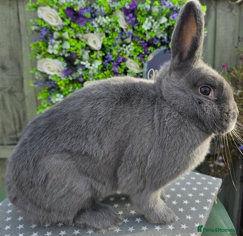 Mixed Breed rabbits - Advert 6