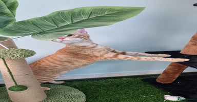 Mixed Breed cats - Advert 7