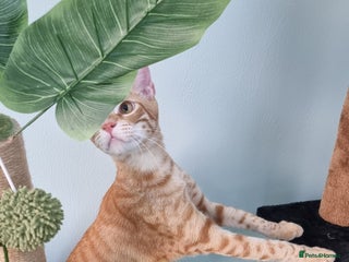 Mixed Breed cats - Advert 3