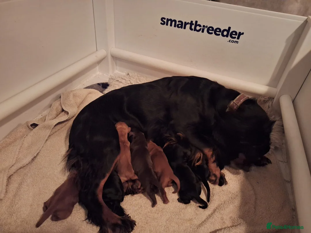 Cocker Spaniel dogs for sale: Exceptional KC Cocker Spaniel Pups - Advert 16