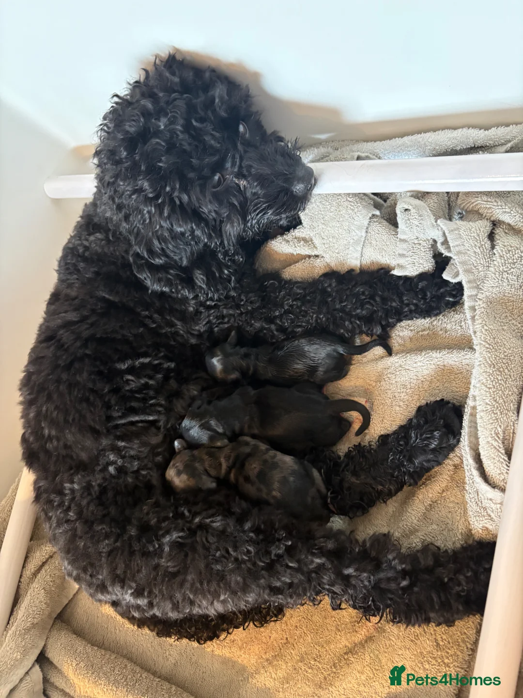 Mixed Breed dogs for sale: Female Doxiepoo 8 Weeks old - Advert 7