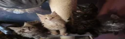 Maine Coon cats for sale: TICA reg HEALTH CHECKED Maine Coons - Advert 3