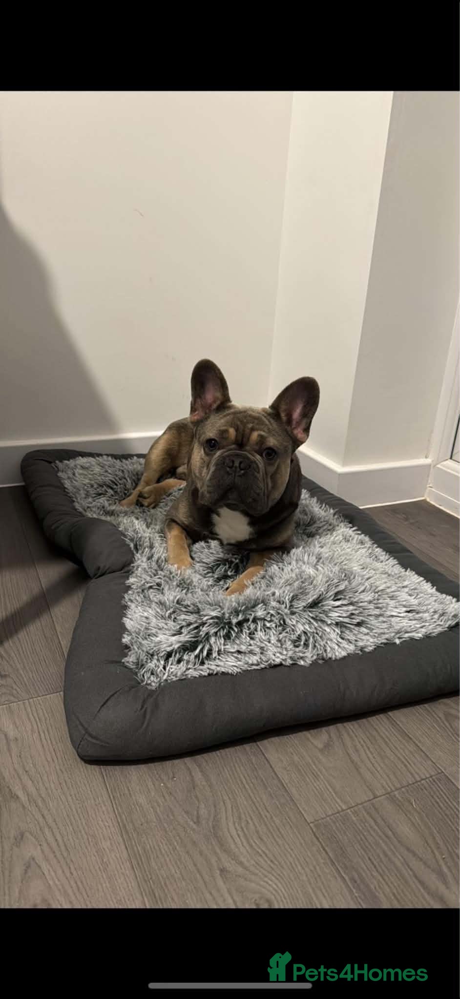 French Bulldog dogs Chino  - Advert 1