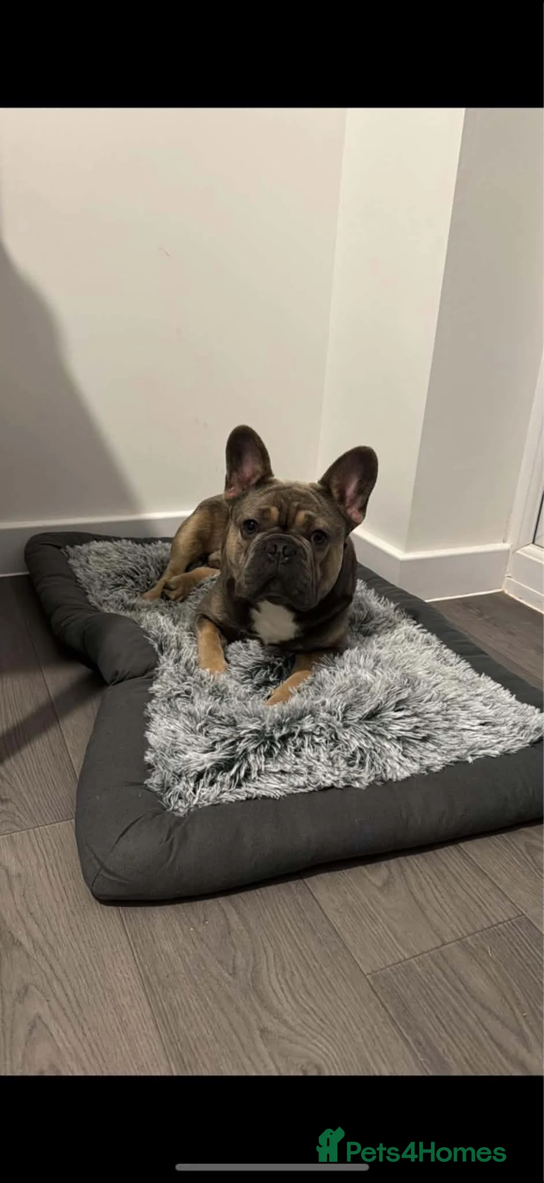 French Bulldog dogs for sale: Chino  - Advert 1