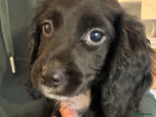 Cocker Spaniel dogs Beautiful Cocker Puppies - Advert 3