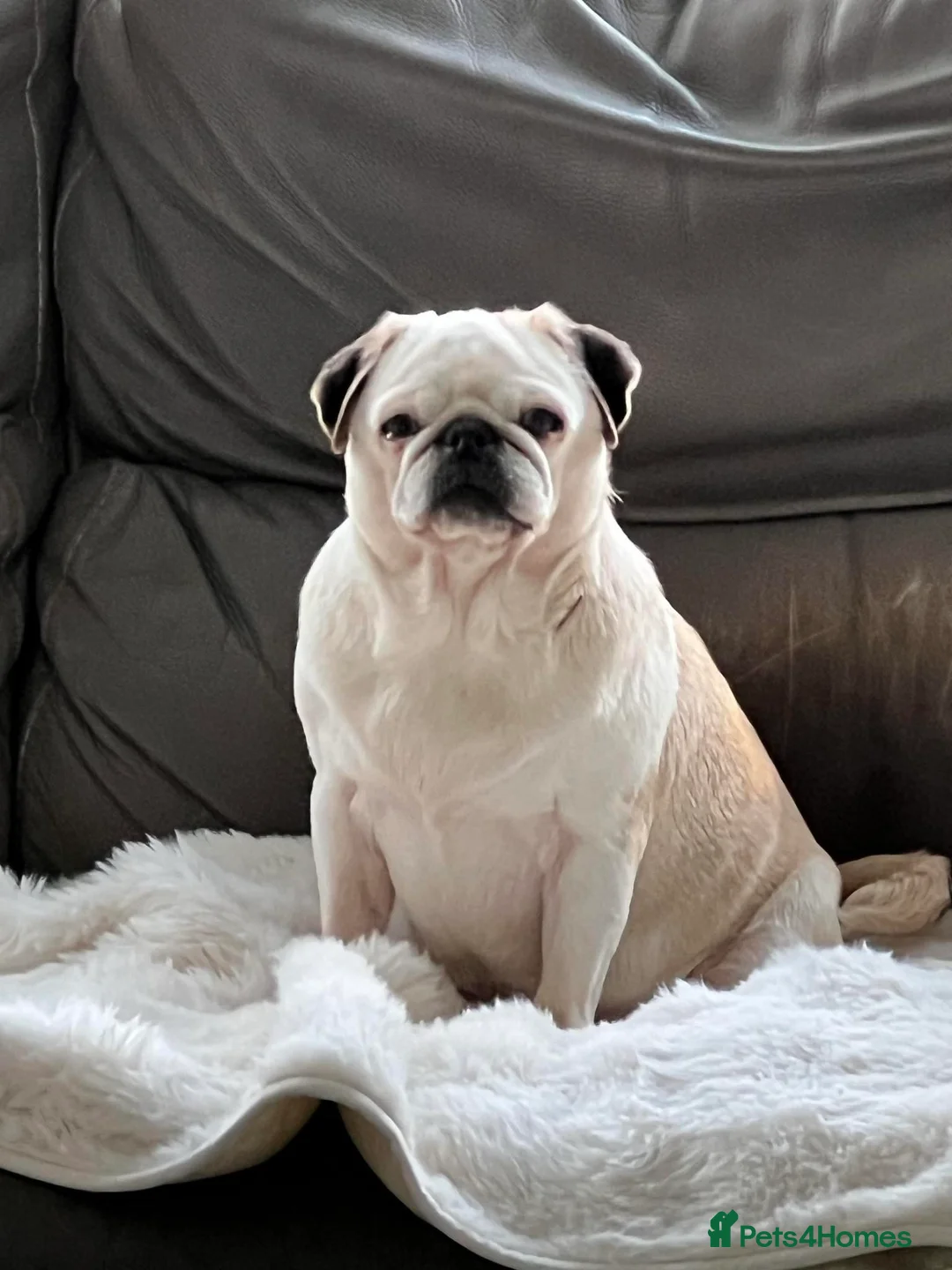 Pug dogs for sale: Adult female panda pug and her adult son  - Advert 1