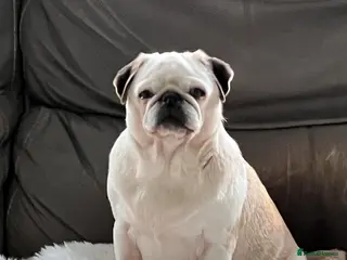 Pug dogs Adult female panda pug and her adult son - Advert 16