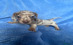 Miniature Dachshund dogs for sale: ❤️❤️⭐️Miniature dachshund⭐️❤️❤️ - Image 9