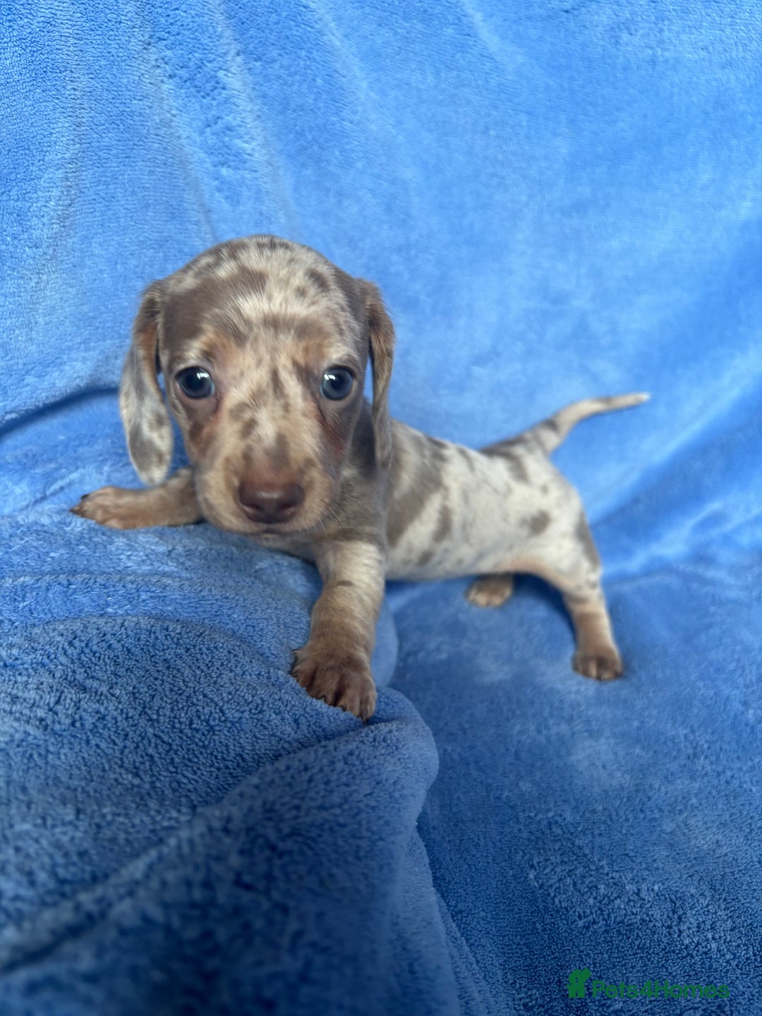 Miniature Dachshund dogs for sale: ❤️❤️⭐️Miniature dachshund⭐️❤️❤️ - Image 9