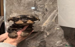 Yorkshire Terrier dogs for sale: Pedigree Yorkshire Terrier boy for sale - Image 2
