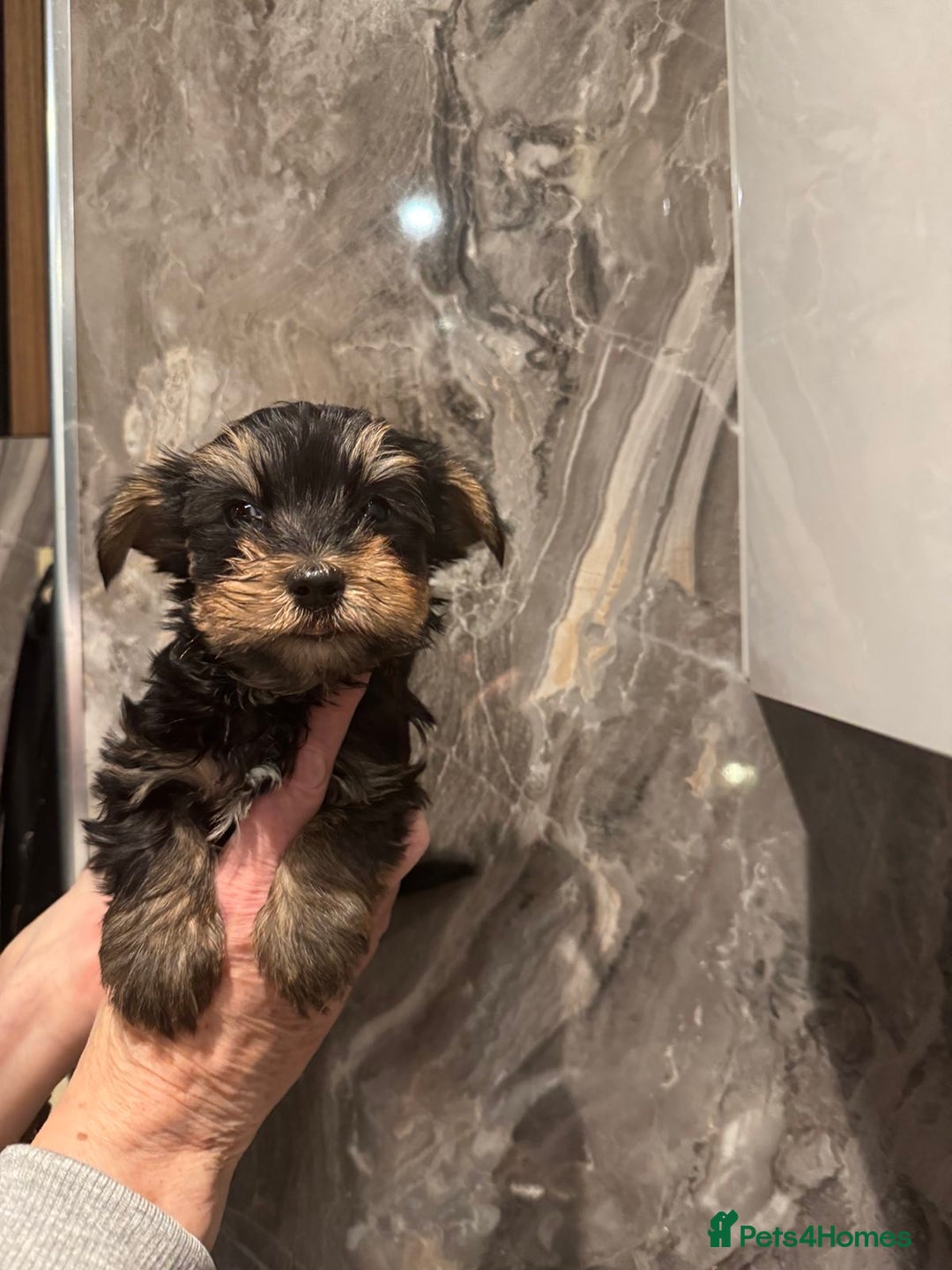 Yorkshire Terrier dogs for sale: Pedigree Yorkshire Terrier boy for sale - Image 2