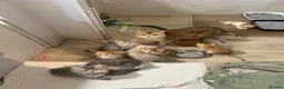 British Shorthair cats for sale: Active queens to pet hobby breeder ONLY  - Advert 11