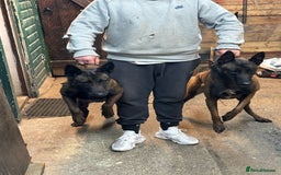 Belgian Shepherd Dog dogs for sale: 9 Belgian malinois puppies 🧬‼️ - Image 19