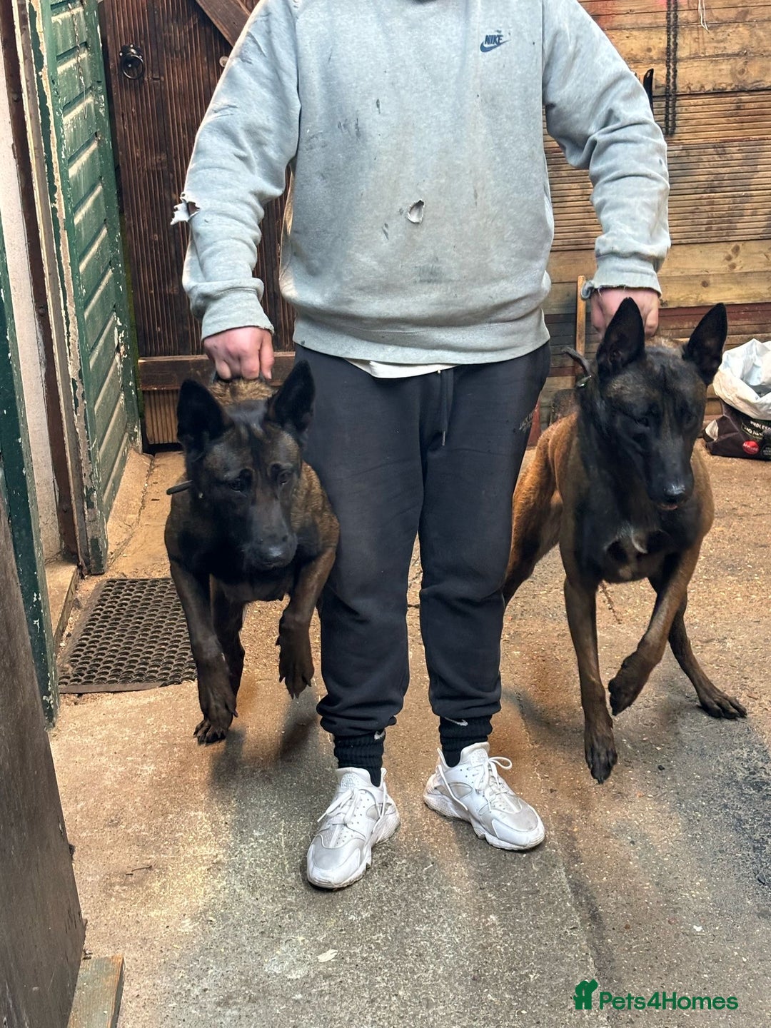 Belgian Shepherd Dog dogs for sale: 9 Belgian malinois puppies 🧬‼️ - Image 19