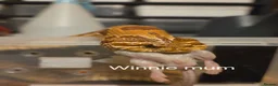Snake reptiles for sale: Western hognoses babies - Advert 3