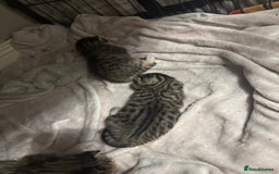 Bengal cats for sale: Bengal cross Maine coon - Image 2
