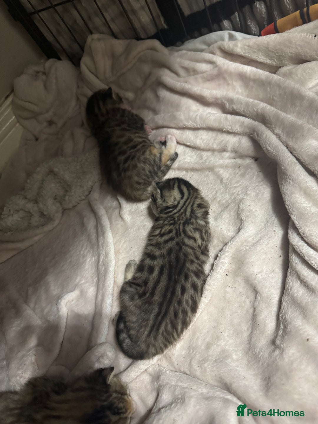 Bengal cats for sale: Bengal cross Maine coon - Image 2