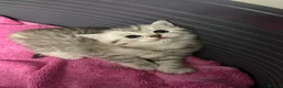 British Shorthair cats for sale: Last 2 kitten available  - Advert 24