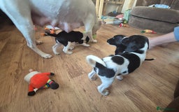 Staffordshire Bull Terrier dogs for sale: Staffie x Cockapoo puppies - Image 21