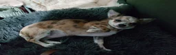Chihuahua dogs for sale: Chihuahua girl blue+lilac merle on cream 5m - Advert 9