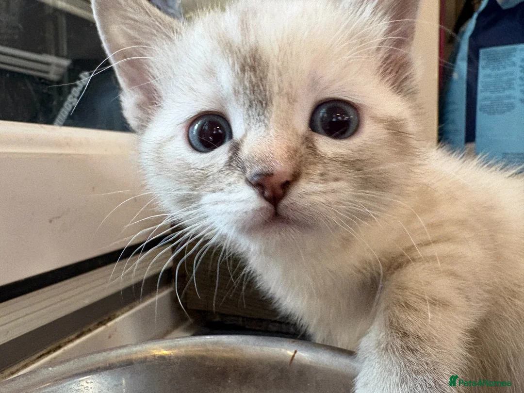 Bengal cats for sale: Snow Bengals Female + Male Available 27th March - Advert 24