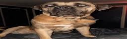 Cane Corso dogs for sale: Beautiful cane corso puppies due soon! RESERVE NOW - Advert 2