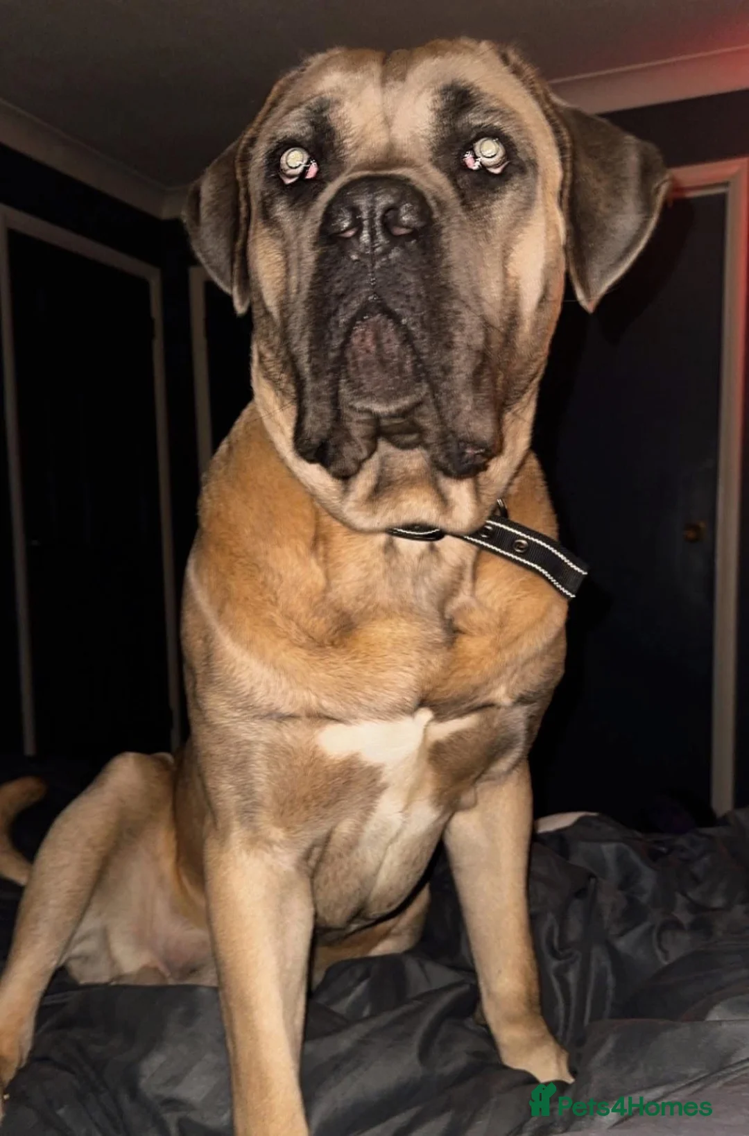 Cane Corso dogs for sale: Beautiful cane corso puppies due soon! RESERVE NOW - Advert 2
