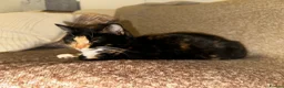 Mixed Breed cats for sale: 2 Adorable Sisters  - Advert 4