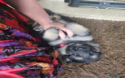 German Shepherd dogs for sale: 8 Beautiful fluffy German Shepherd pups  - Image 20