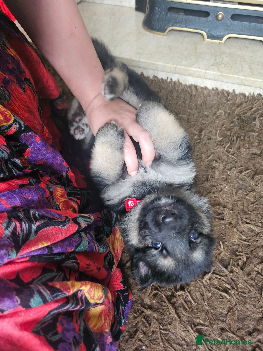 German Shepherd dogs for sale: 8 Beautiful fluffy German Shepherd pups  - Image 20