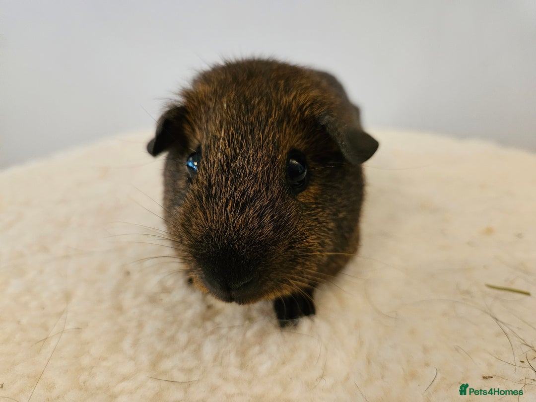 Guinea Pig rodents for sale: Solo baby boys under 8 weeks to bond with lone boy in Faringdon - Image 7