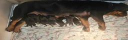 Rottweiler dogs for sale: We have Stunning Rotties puppy in Taunton - Advert 8