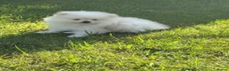 Pomeranian dogs for sale: White male baby Pomeranians  - Advert 26