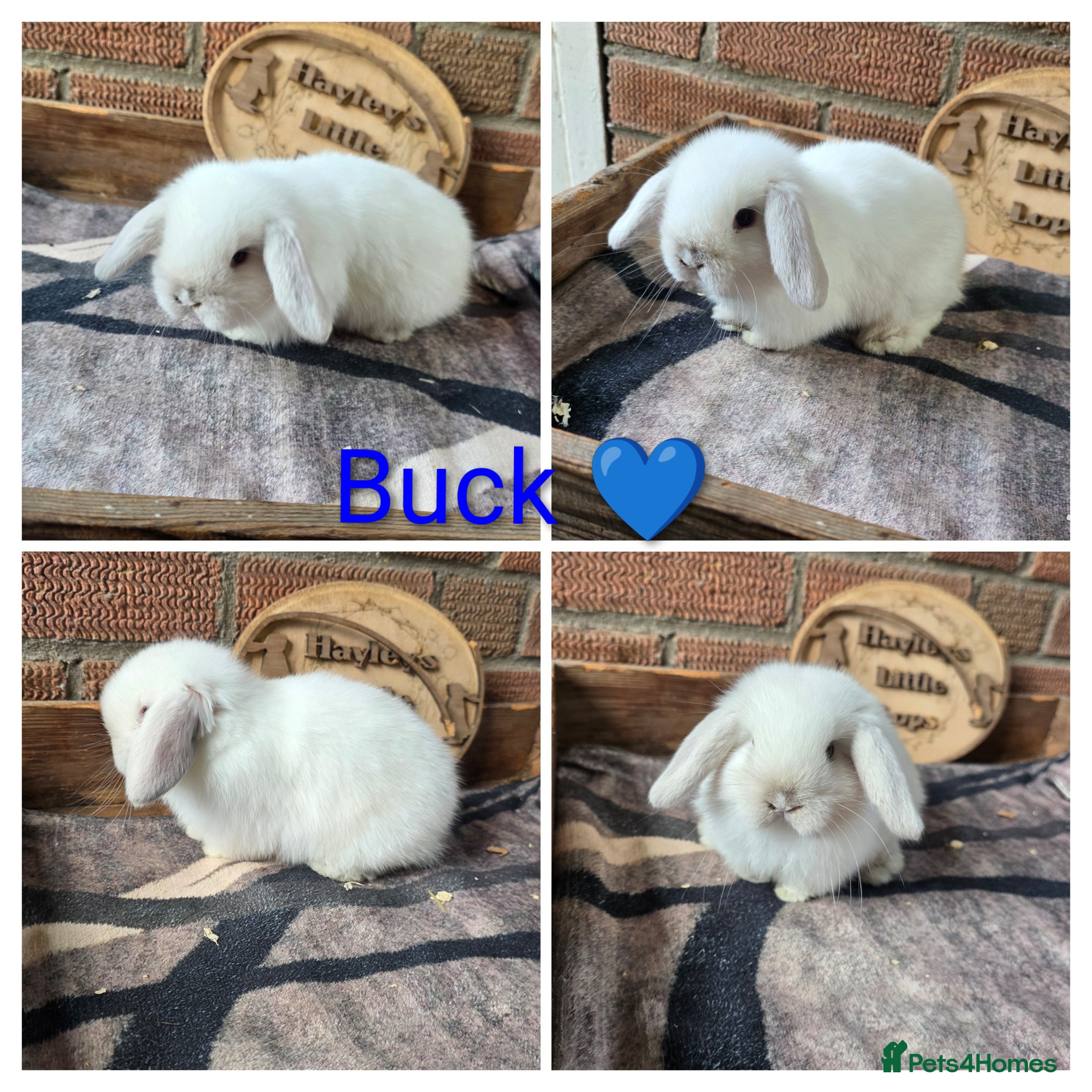 Mini Lop rabbits Gorgeous pure breed mini lops  - Advert 2