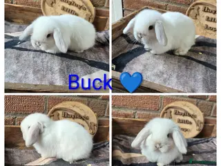 Mini Lop rabbits Gorgeous pure breed mini lops - Advert 2