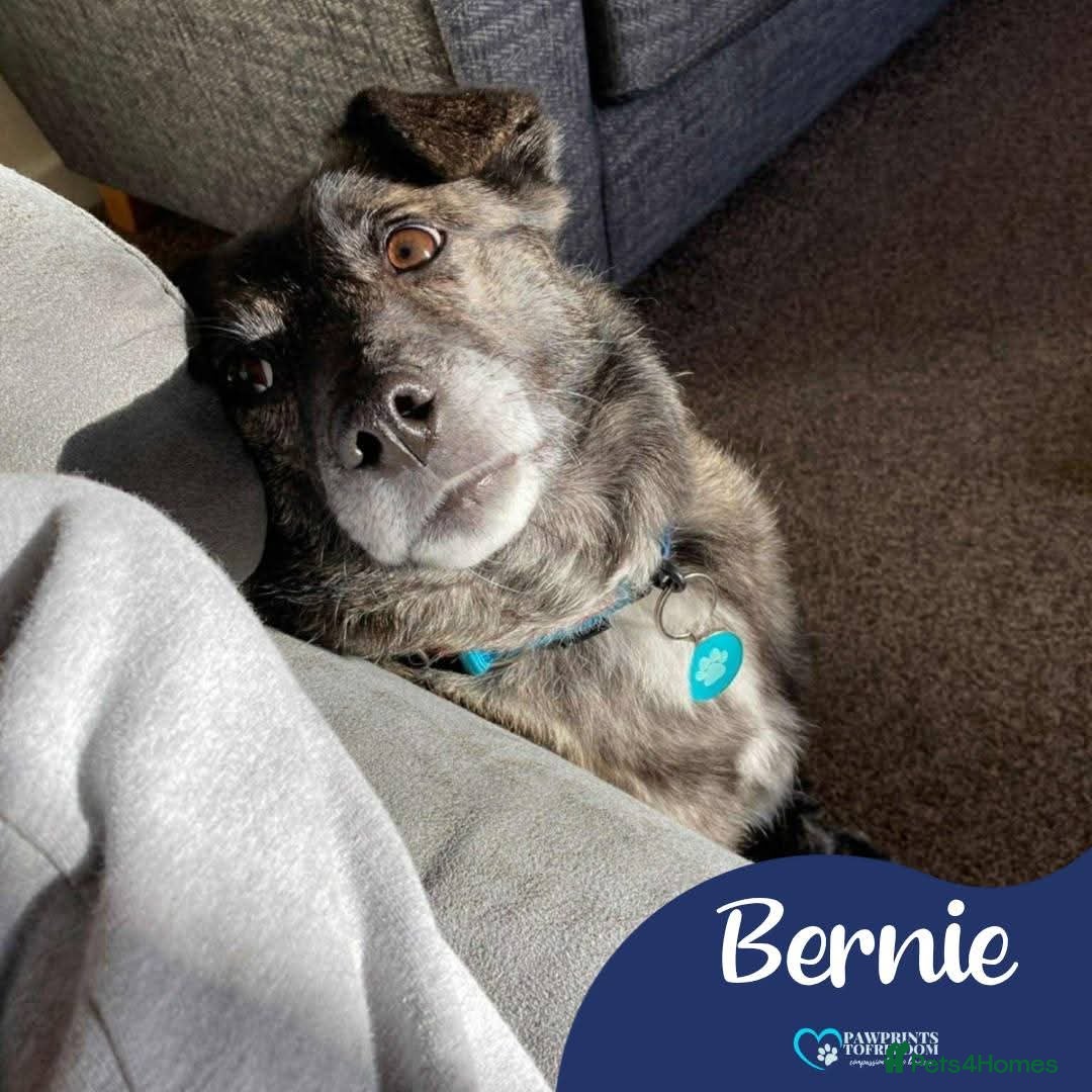 Mixed Breed dogs Meet Bernie, currently residing in Cheshire  - Advert 1