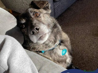 Mixed Breed dogs Meet Bernie, currently residing in Cheshire - Advert 1