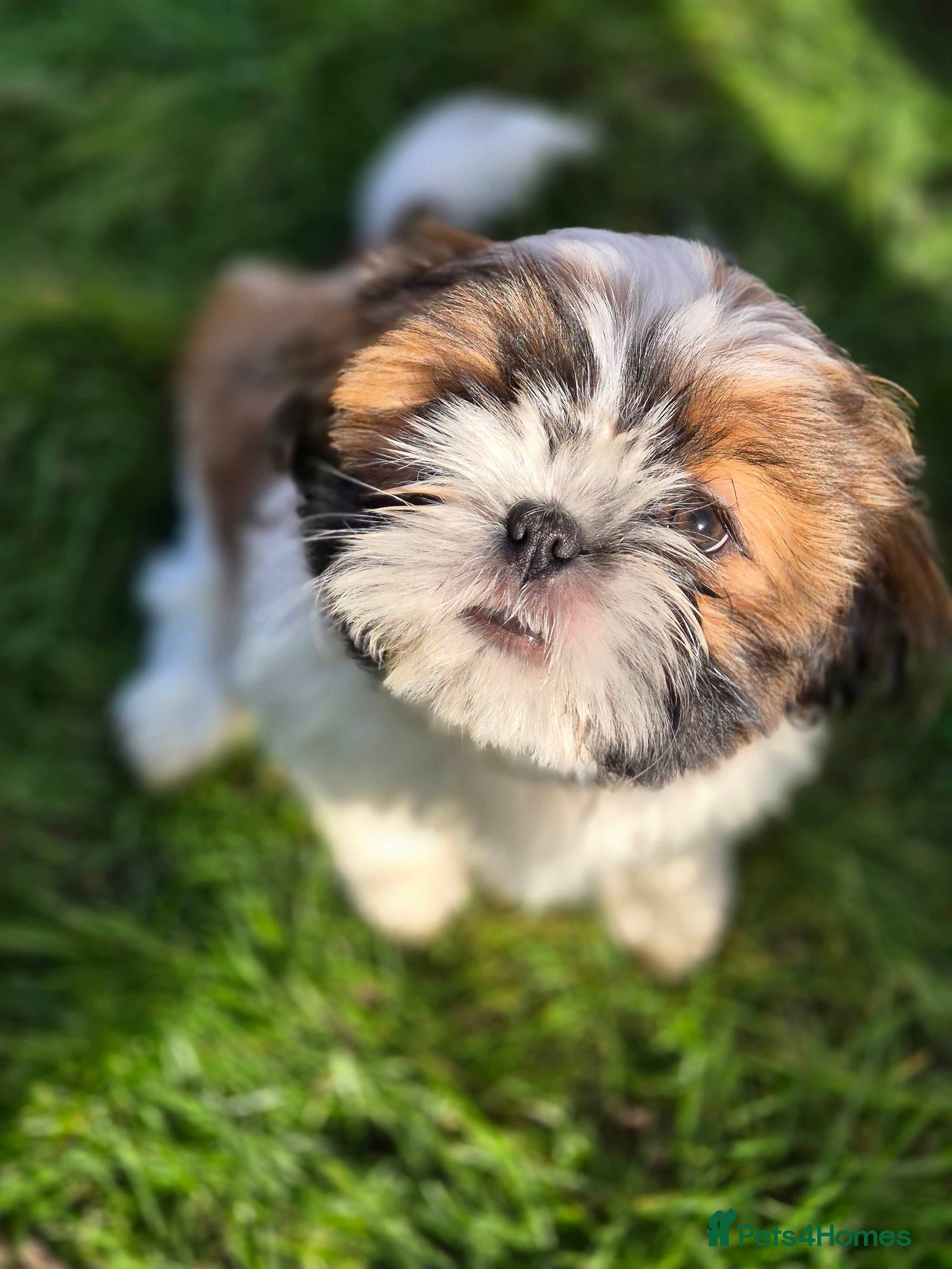 Shih Tzu dogs KC Registered Shih Tzu Puppies - Home Raised - Advert 1