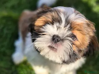Shih Tzu dogs KC Registered Shih Tzu Puppies - Home Raised - Advert 1