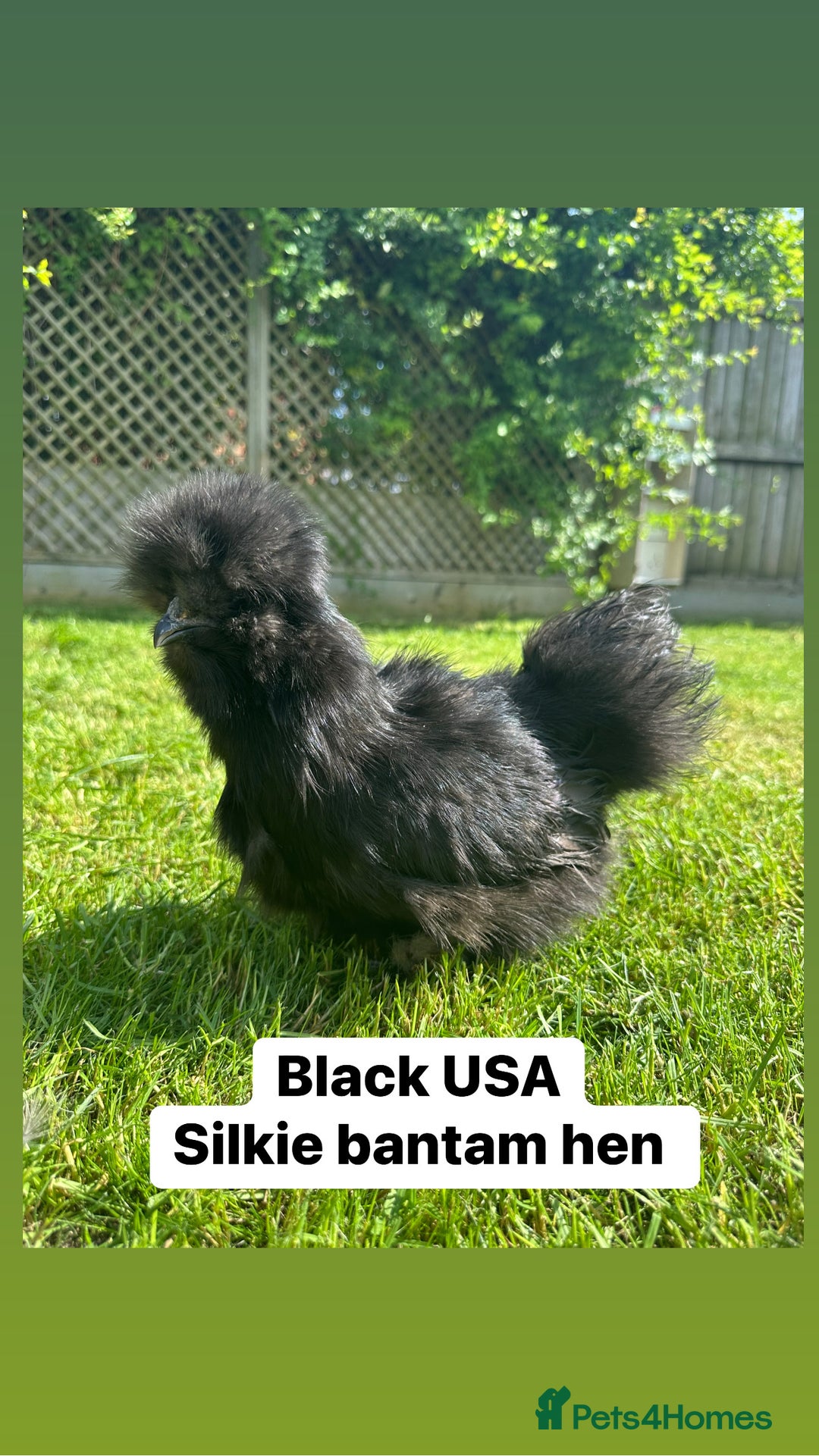 Chickens poultry for sale: Bantam hens at point of lay - Image 8