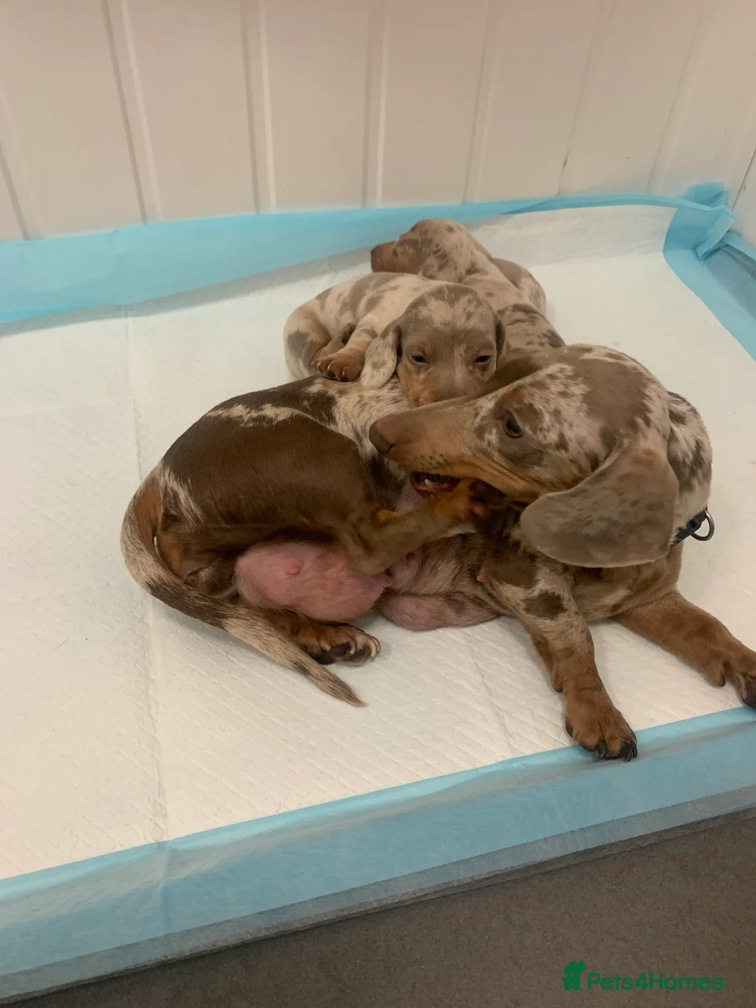 Miniature Dachshund dogs for sale: Miniature dachshund in Doncaster - Advert 2