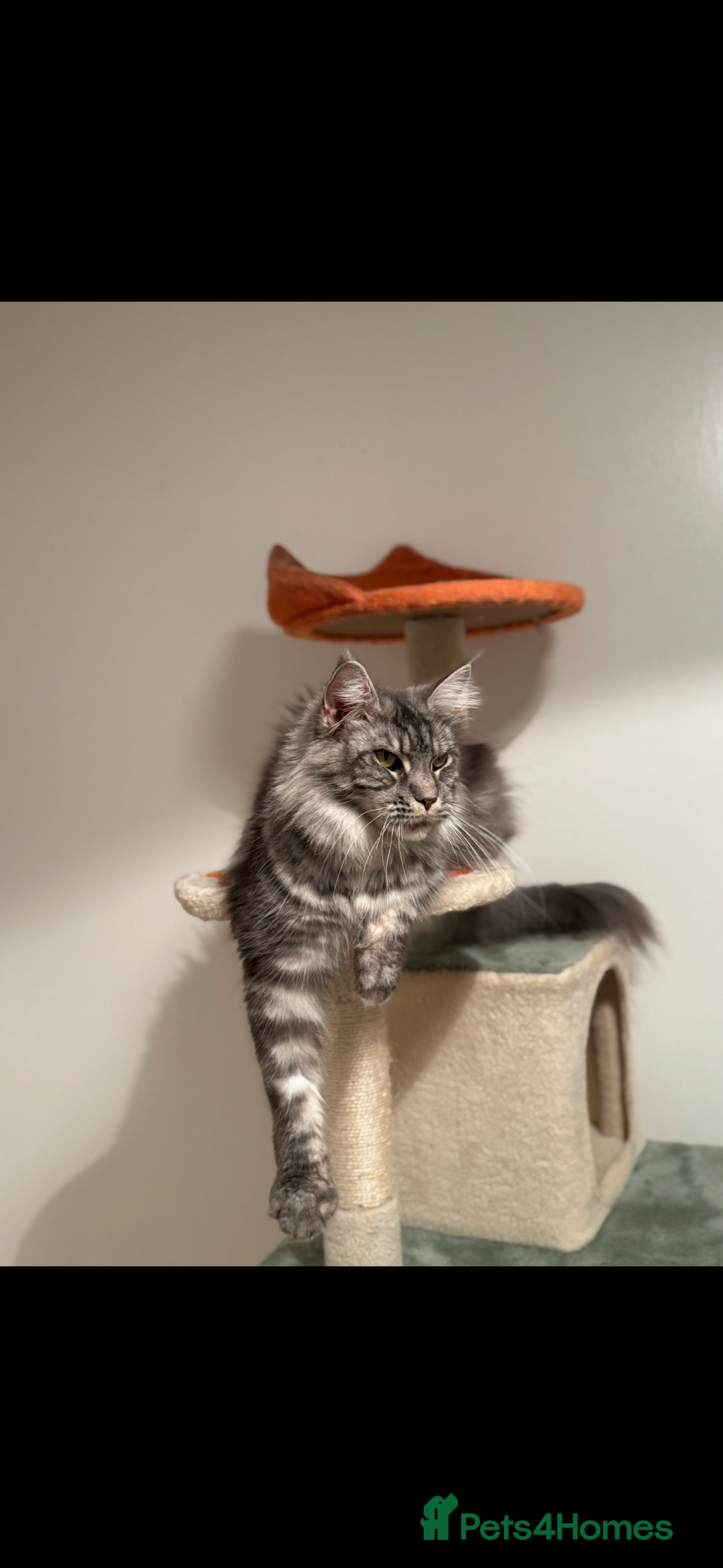 Maine Coon cats for sale: Maine Coon TICA registered✨ - Advert 7