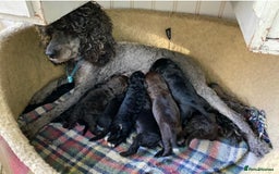 Mixed Breed dogs for sale: Gorgeous Cockapoo/Jackapoo Puppies - Image 13