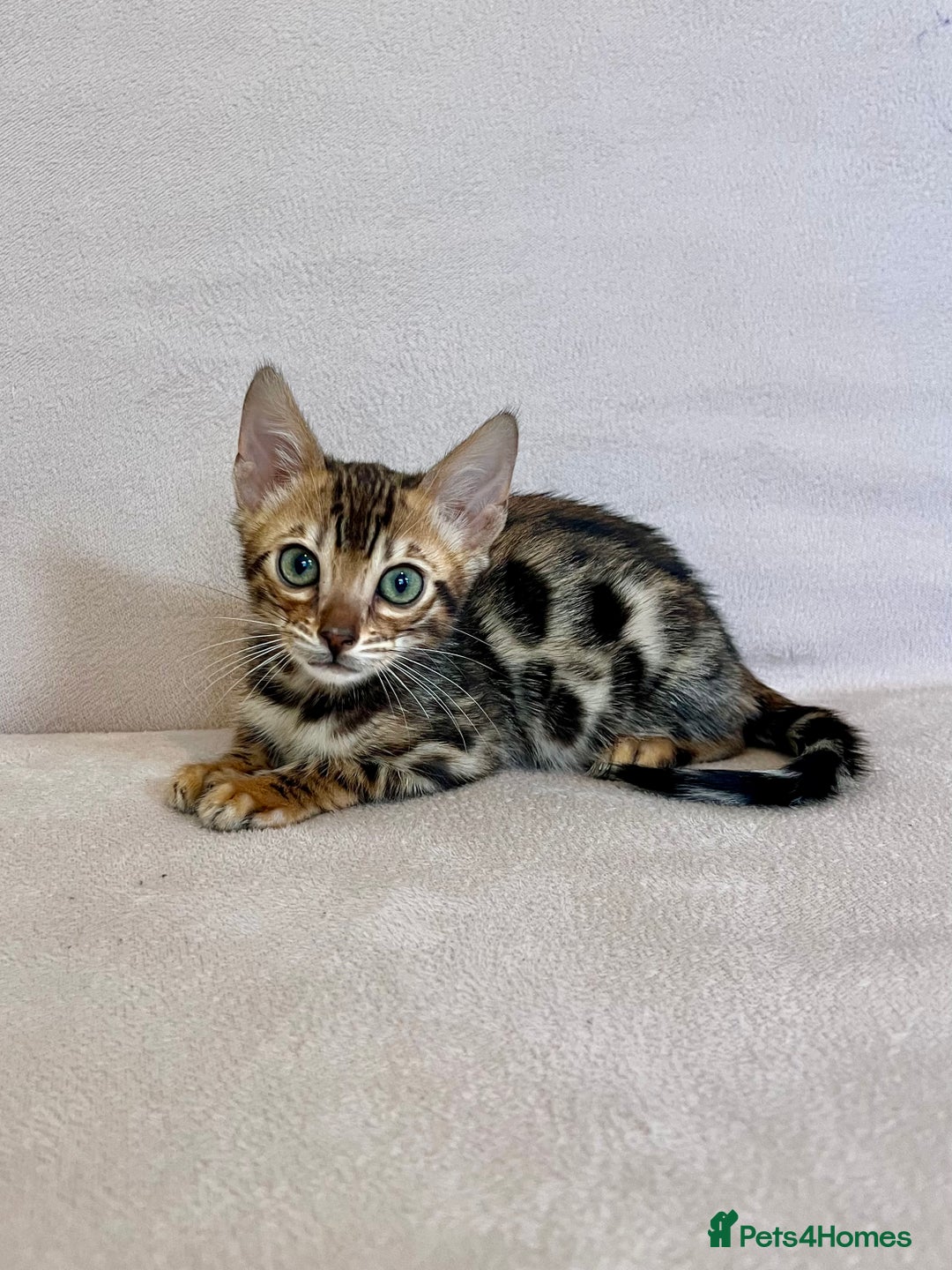 Bengal cats for sale: 🐾 Purebred BENGAL kittens🐾 - Image 4