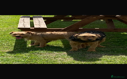 Lakeland Terrier dogs for sale: Lakeland terrier puppies for sale - Image 2