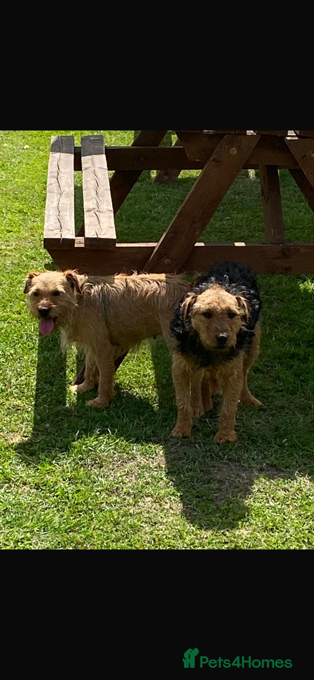 Lakeland Terrier dogs for sale: Lakeland terrier puppies for sale - Image 2