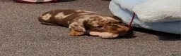 Miniature Dachshund dogs for sale: Miniature Dachshund  - Advert 22