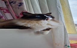 Ragdoll cats for sale: Oscar and barbe beautiful ragdol cats - Image 2