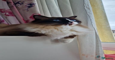 Ragdoll cats - Advert 1