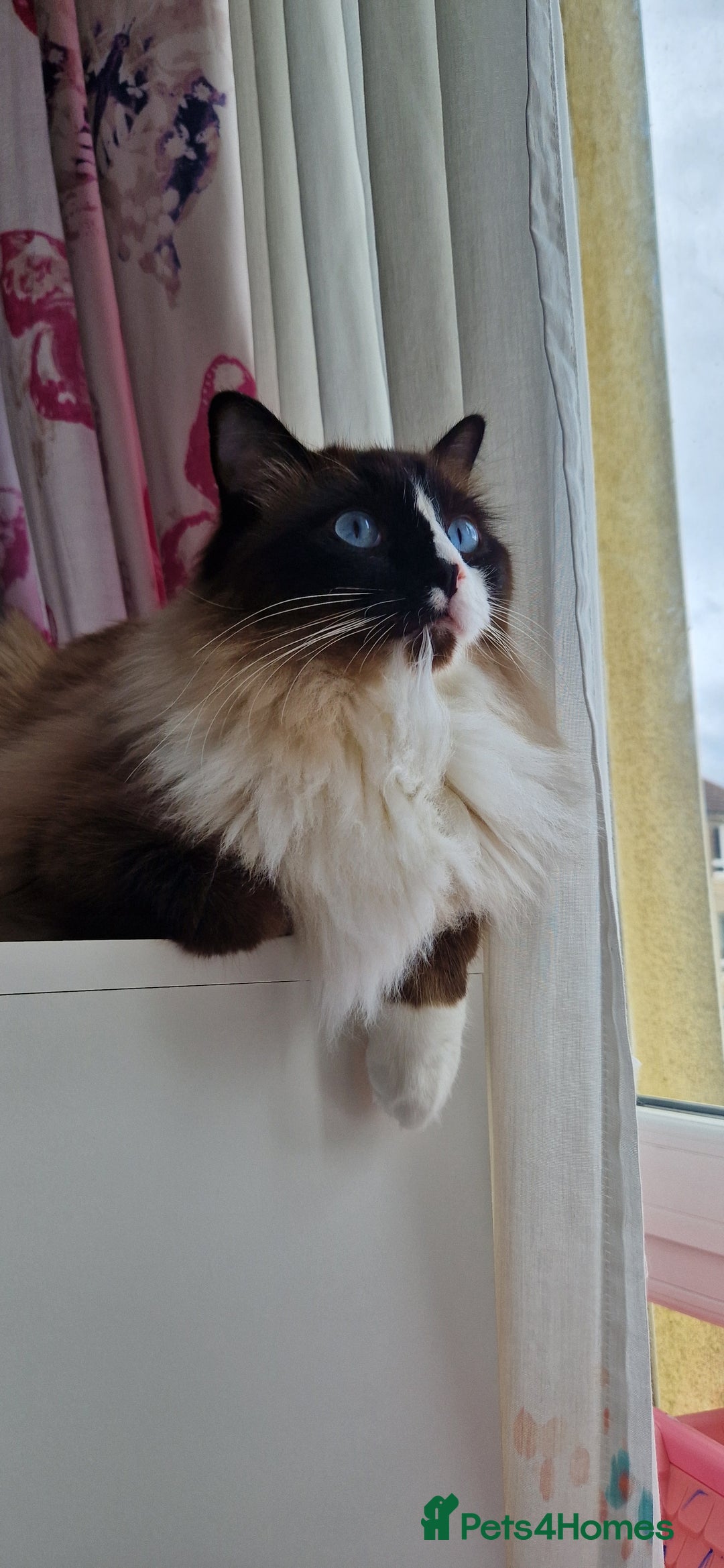Ragdoll cats for sale: Oscar and barbe beautiful ragdol cats - Image 2